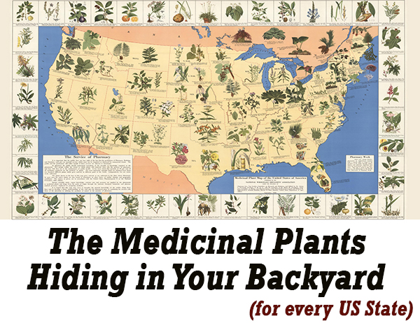 the medicinal plant we can use to help our ailments
